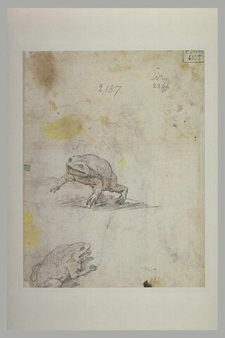 Deux études de crapauds, image 1/1