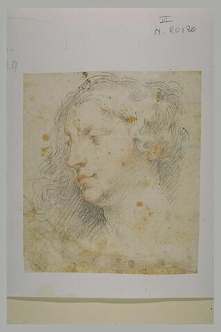 Une tête de femme, vue de profil, tournée à gauche, image 2/2