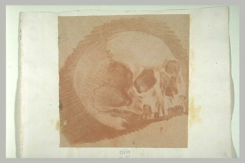Un crâne, image 1/1