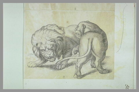 Un lion et une lionne se menaçant, image 1/1