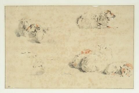 Etude de sept moutons couchés et tête d'un huitième, image 1/3