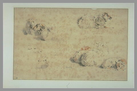 Etude de sept moutons couchés et tête d'un huitième, image 2/3