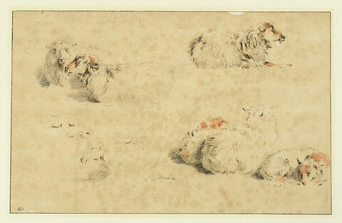 Etude de sept moutons couchés et tête d'un huitième, image 3/3
