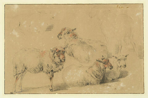 Etude de six moutons, image 3/3