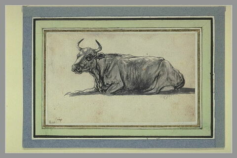 Etude de vache couchée, de profil vers la gauche, image 2/2