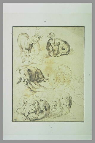 Etude d'un cerf, d'un ours, de taureaux, d'une hyène, image 1/1