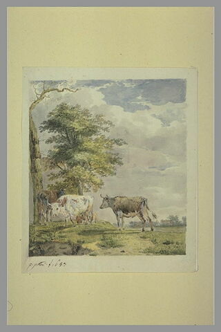 Quatre taureaux dans une prairie, près de deux arbres