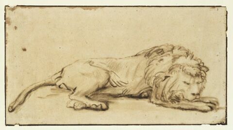 Lion couché, de profil, dormant, image 1/2
