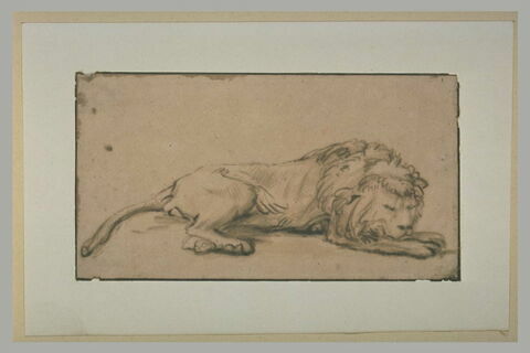 Lion couché, de profil, dormant, image 2/2