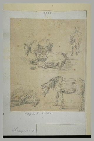 Deux chevaux debout, un couché, et étude de deux chevaux efflanqués, image 1/1