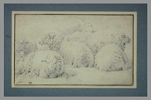 Etude de sept moutons couchés, image 2/2
