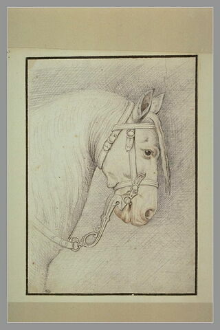 Etude d'une tête de cheval, de profil à droite, avec une bride
