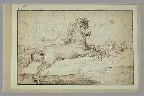 Cheval en liberté, de profil à droite, image 2/2