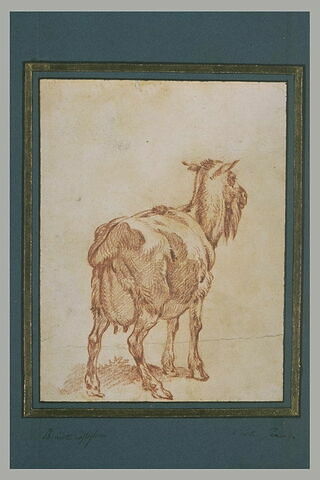 Une chèvre debout, vu de dos, image 2/2