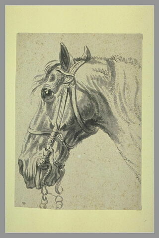 Tête de cheval bridé, de profil vers la gauche, image 1/1