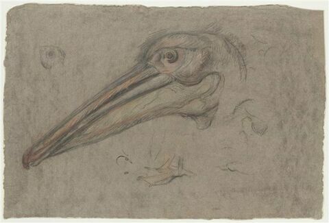 Etudes d'une tête de pélican, de profil, et détails d'une patte et d'un oeil, image 1/2