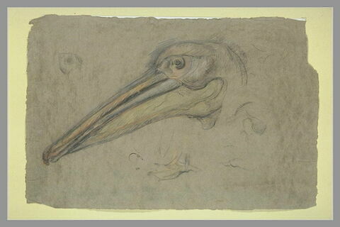 Etudes d'une tête de pélican, de profil, et détails d'une patte et d'un oeil, image 2/2