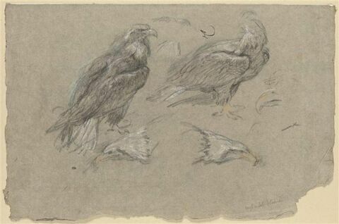 Etudes d'aigles et de becs d'aigles, image 1/2