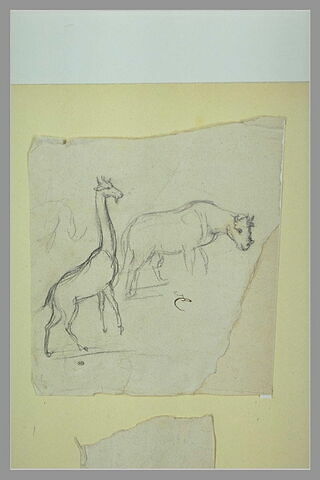 Girafe et rhinocéros, image 2/2