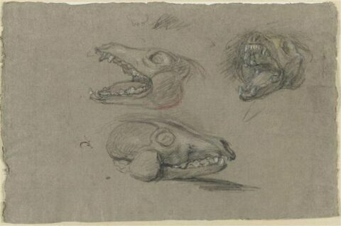 Trois études d'un squelette de tête de renard, image 1/2