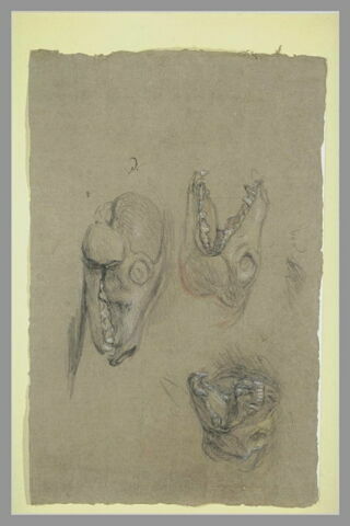 Trois études d'un squelette de tête de renard, image 2/2