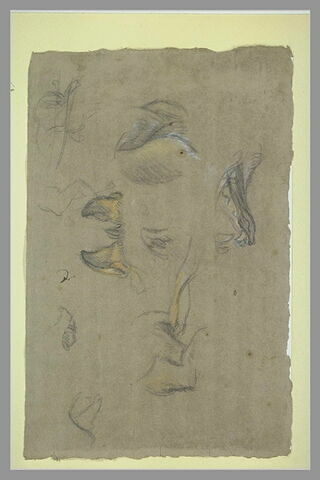 Etudes de gueules et pattes de renards, image 2/2