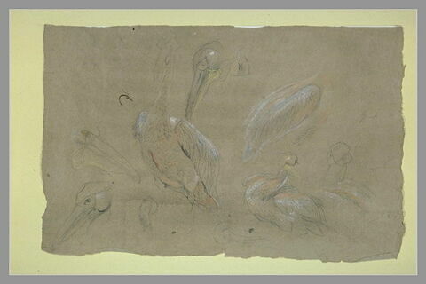 Etudes de pélicans, image 2/2