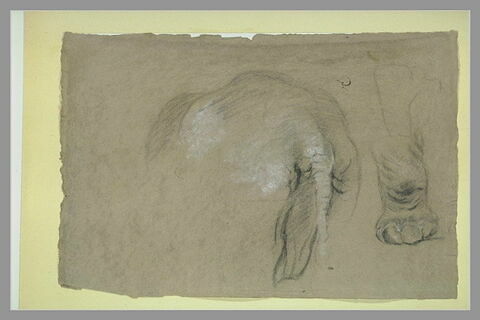 Etudes d'un éléphant, pied et corps vu de dos, image 2/2