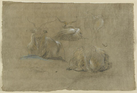 Etude de bouquetins couchés, image 1/2