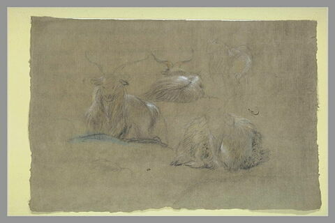 Etude de bouquetins couchés, image 2/2