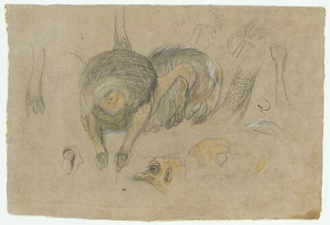Etude d'une autruche, de plumes, de têtes et de jambes