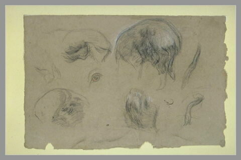 Etudes du corps d'un sanglier, image 2/2