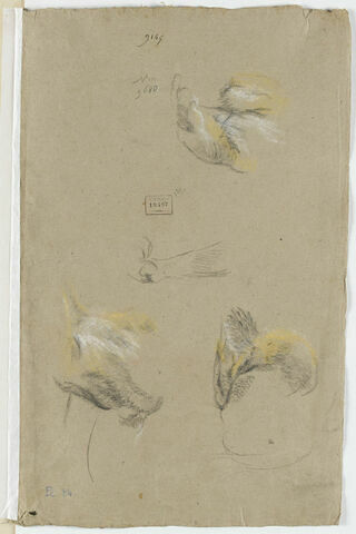 Etudes de lions, image 1/2