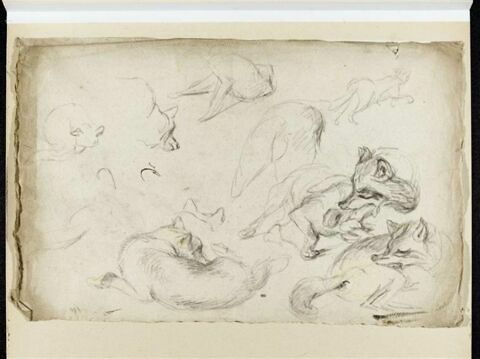 Etude de loups, image 1/2