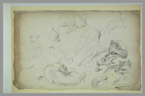 Etude de loups, image 2/2