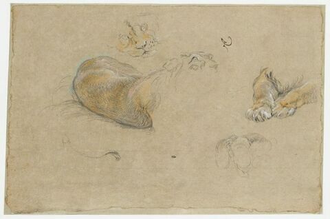 Etudes de lions, de museaux et de pattes, image 1/2