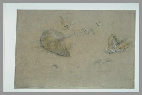 Etudes de lions, de museaux et de pattes, image 2/2