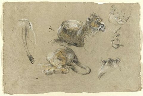Etudes de lions, image 1/2