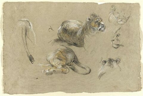 Etudes de lions, image 1/2