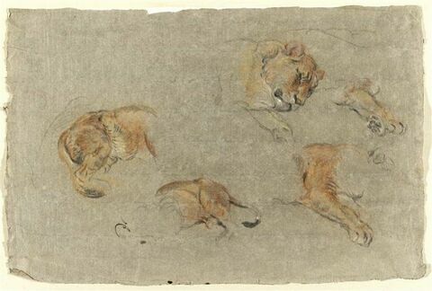 Etudes de lions, image 1/2