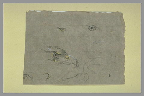 Etude d'une tête d'oiseau de proie et de deux yeux, image 2/2
