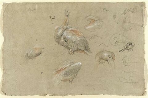 Etudes de pélicans, d'ailes et de becs, image 1/2