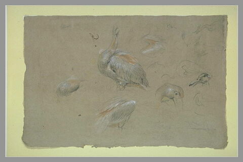 Etudes de pélicans, d'ailes et de becs, image 2/2