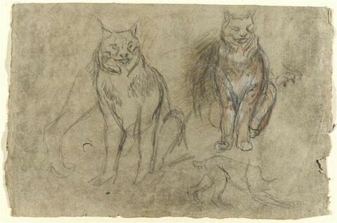 Etudes : deux lynx assis de face, un corps de profil et esquisses de pattes