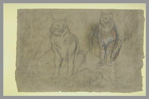 Etudes : deux lynx assis de face, un corps de profil et esquisses de pattes, image 2/2