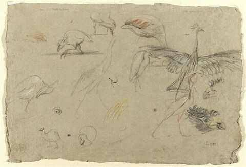 Etudes de poules sultanes et de grues couronnées, image 1/2