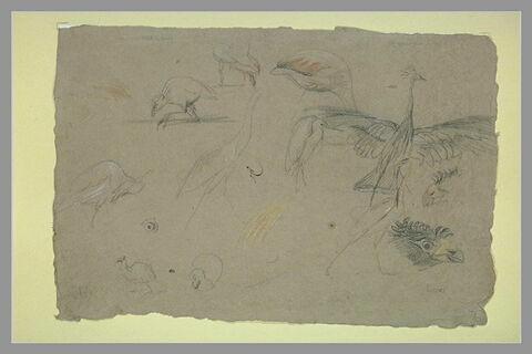 Etudes de poules sultanes et de grues couronnées, image 2/2