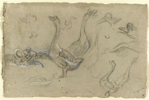 Etude d'oiseaux palmipèdes, image 1/2