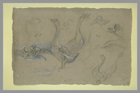 Etude d'oiseaux palmipèdes, image 2/2