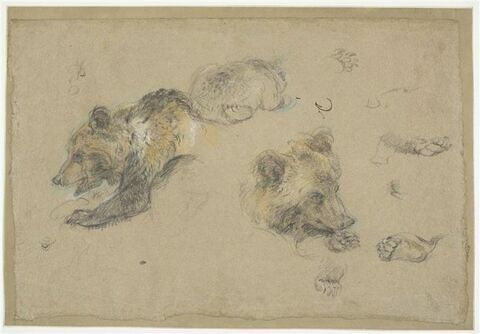 Etudes d'ours, de pattes et de griffes, image 1/2